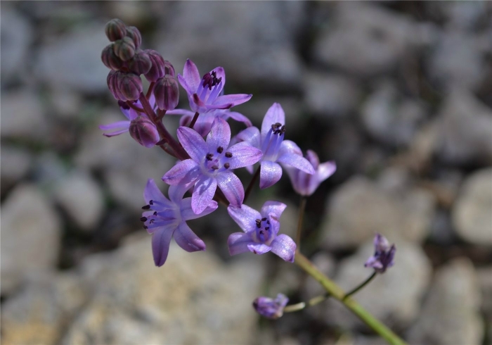 Scilla autumnalis
