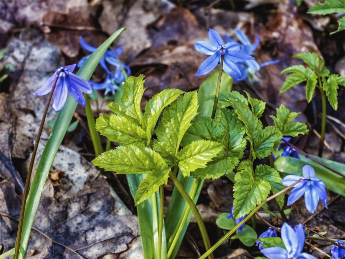Пролеска сибирская сцилла