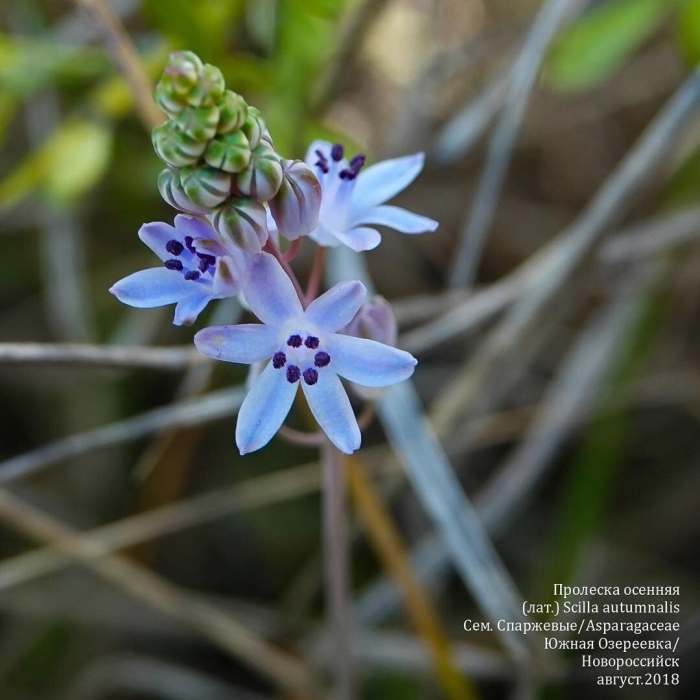 Пролеска перуанская