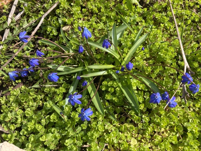 Пролеска сибирская растение