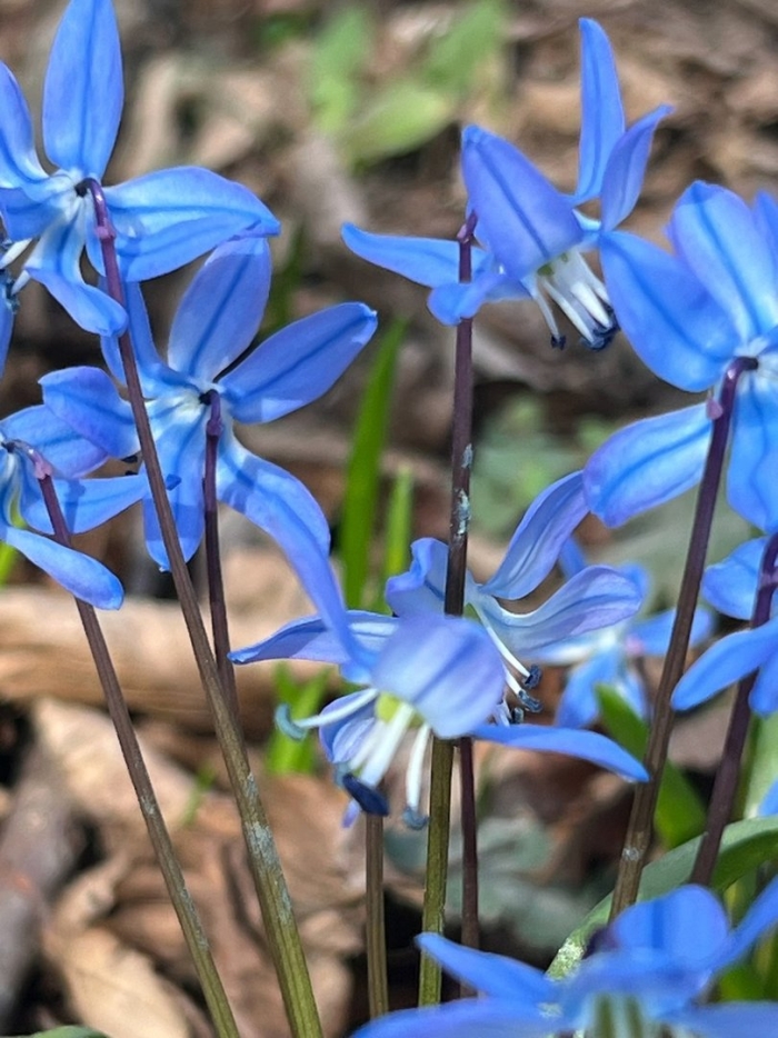Голубой подснежник