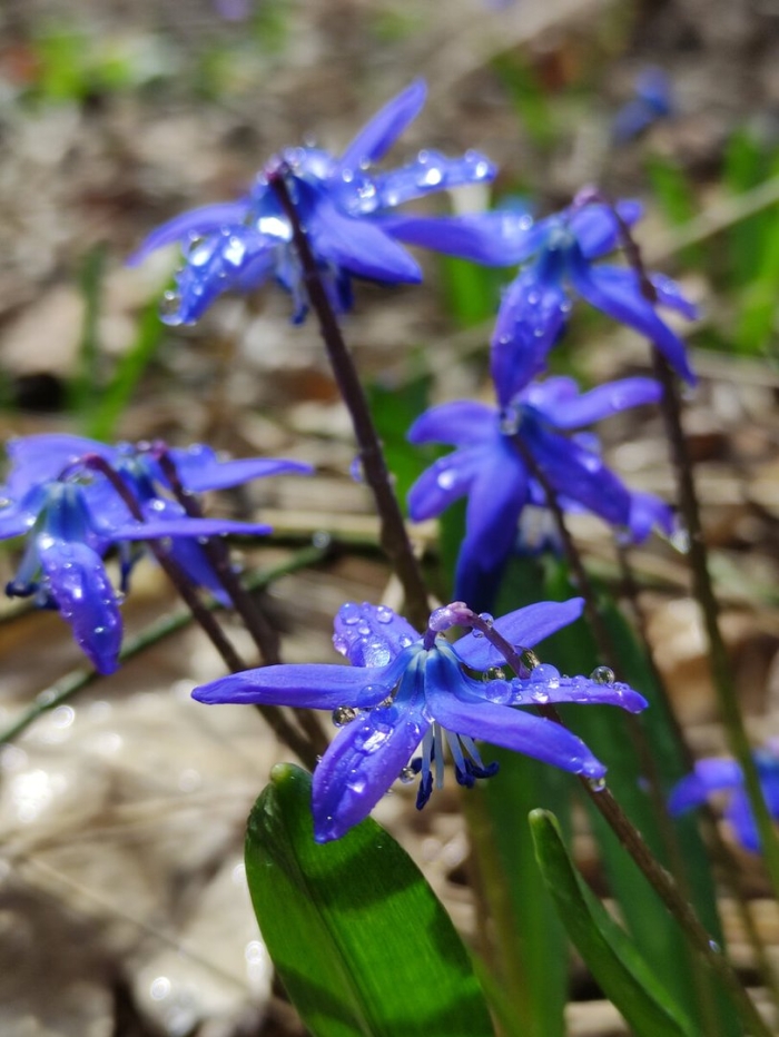 Пролеска мищенко