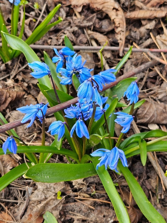 Пролеска сибирская сцилла