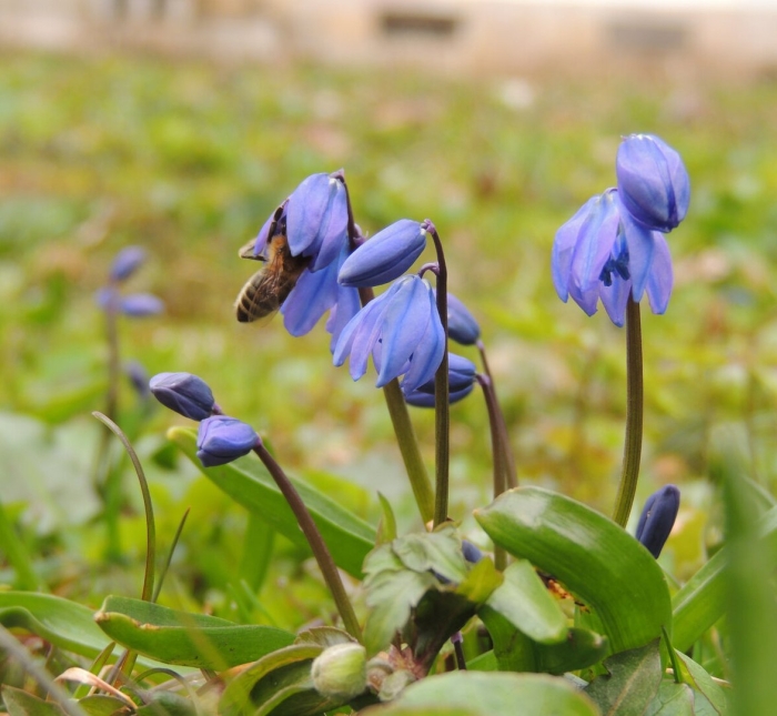 Цветок пролеска сибирская