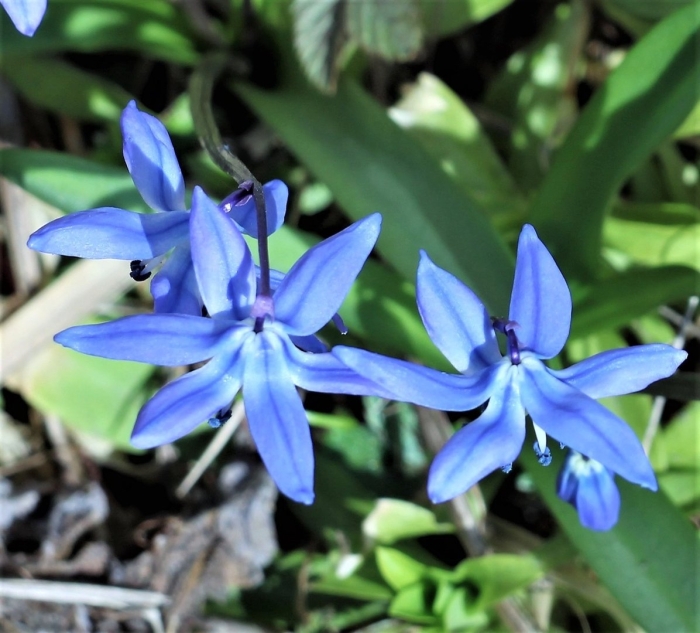 Цветок пролеска