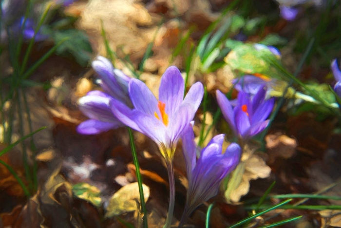 Пролески подснежники крокусы