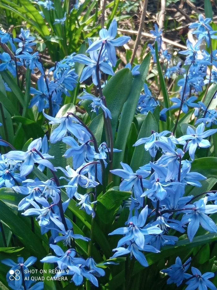 Пролеска сцилла голубой подснежник