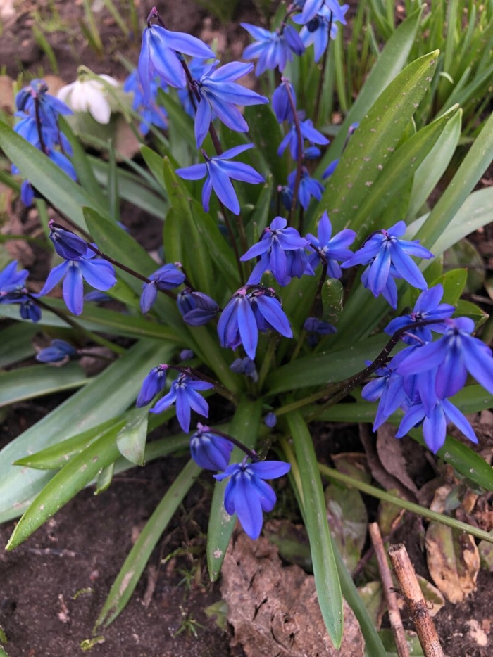 Пролеска цветок