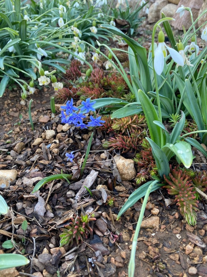 Луковичные многолетники первоцветы