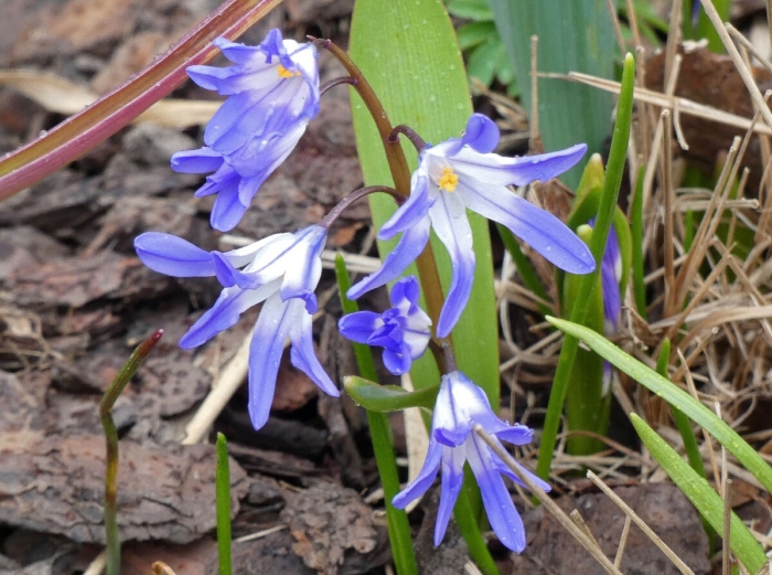 Луковичные первоцветы пролеска