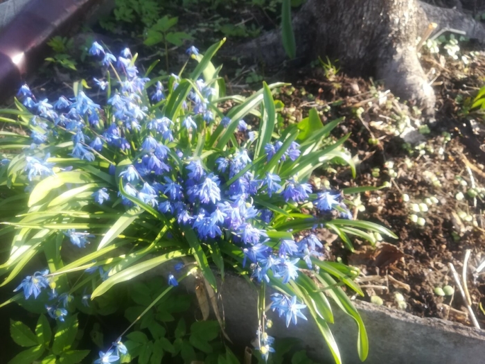 Сцилла сибирская