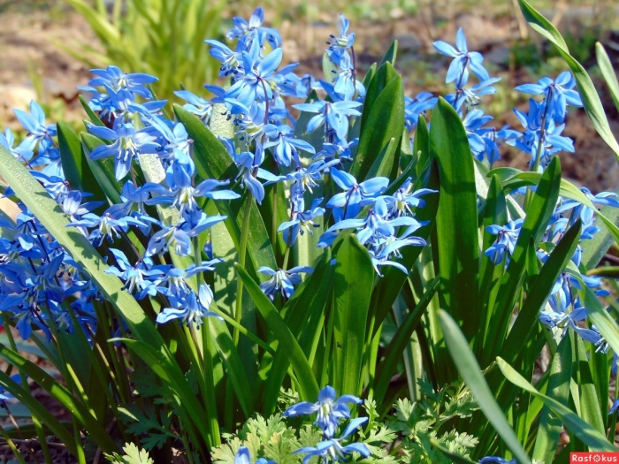 Первоцветы пролеска сибирская