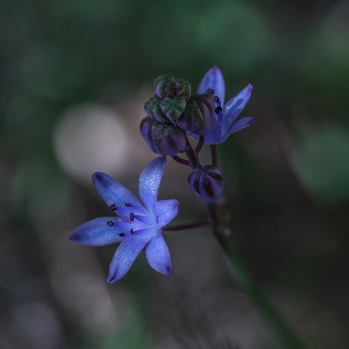 Пролеска двулистная