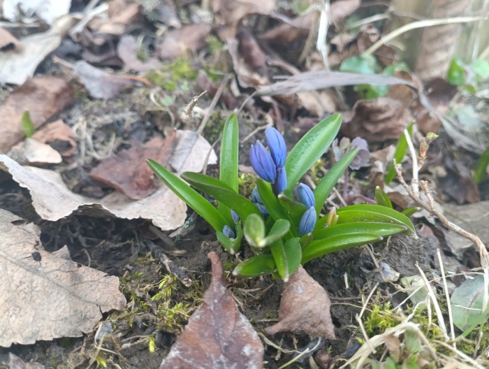 Голубой подснежник пролеска