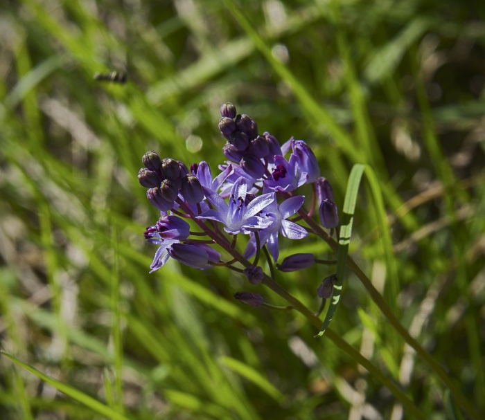 Scilla hyacinthoides