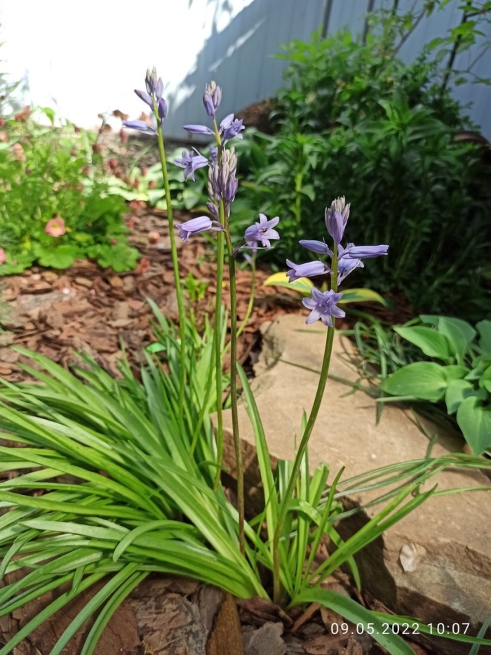 Гиацинтоидес дикий гиацинт