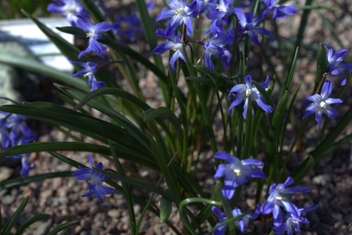 Хионодокса sardensis