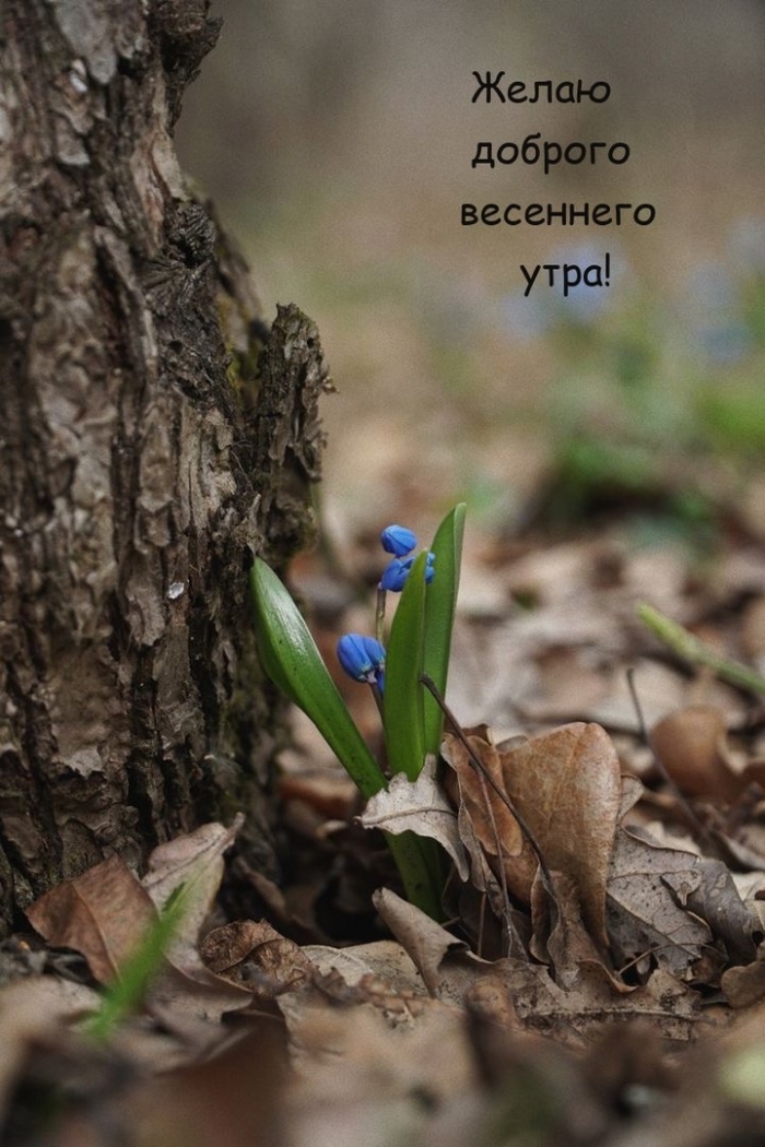 Утра доброго весеннего