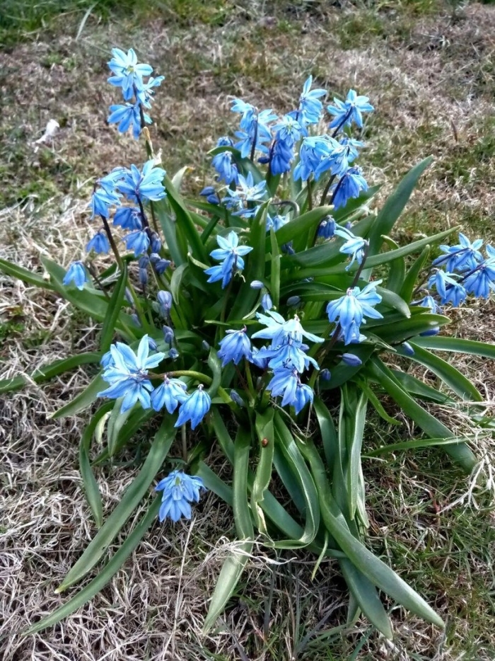 Пролеска сибирская сцилла