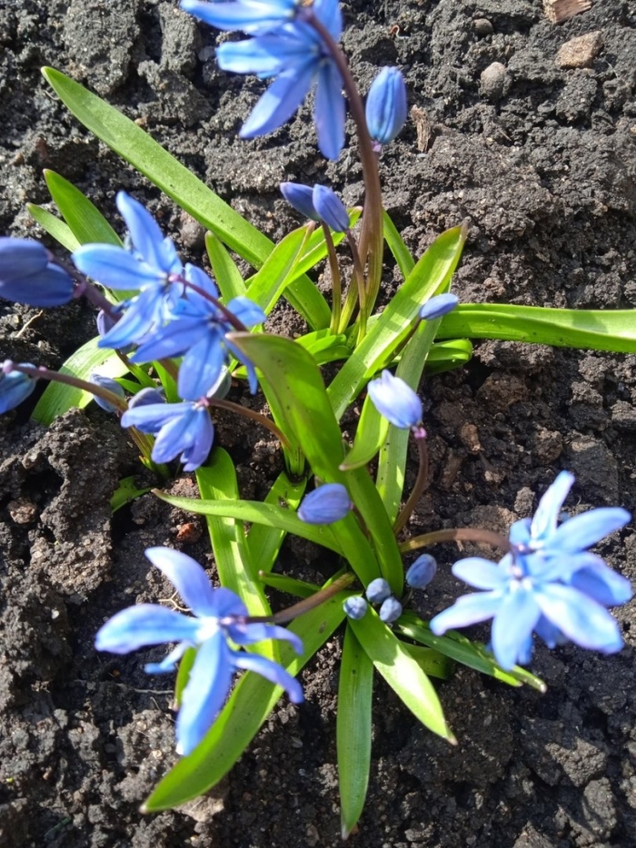 Первоцветы пролеска