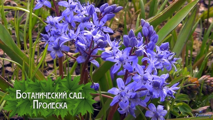 Сцилла bifolia