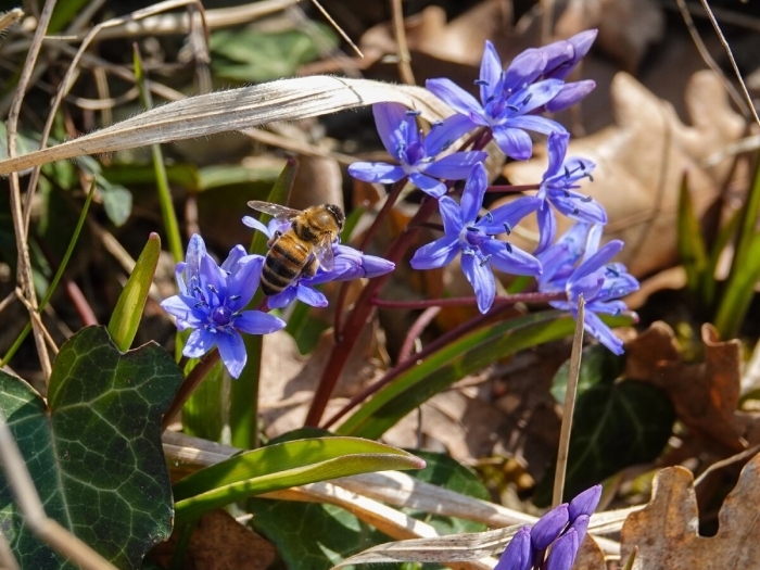 Пролеска двулистная