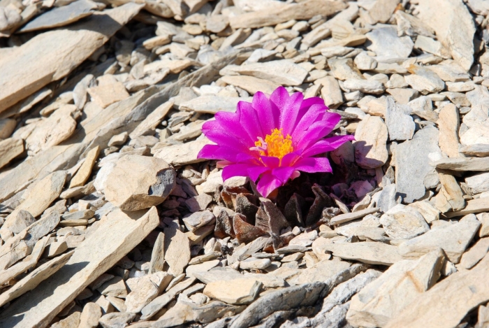 Echinocereus reichenbachii subsp perbellus