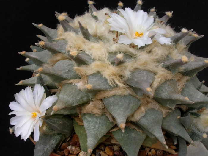 Ариокарпус ретузус