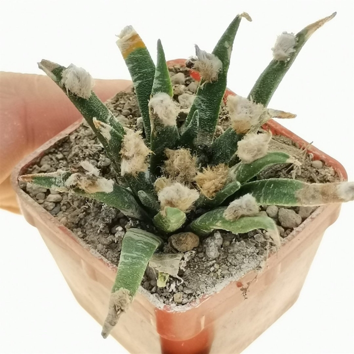 Ariocarpus agavoides