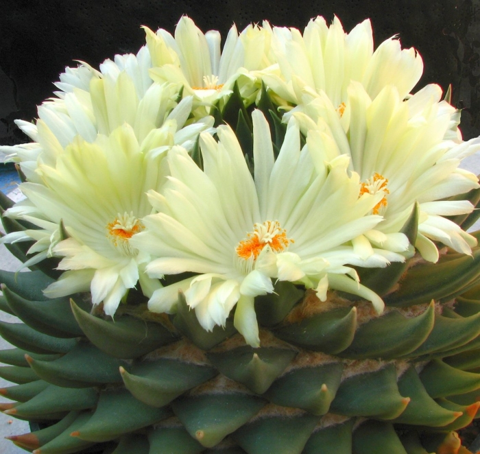 Ариокарпус тригонус