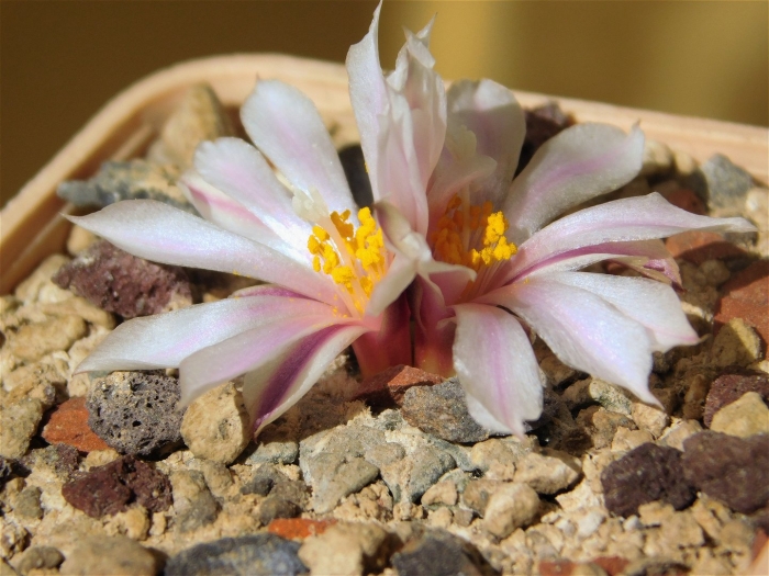 Turbinicarpus dickisoniae