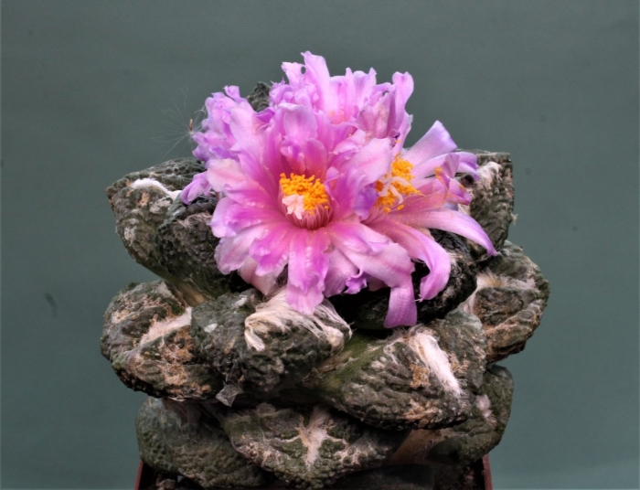 Ariocarpus fissuratus var lloydii