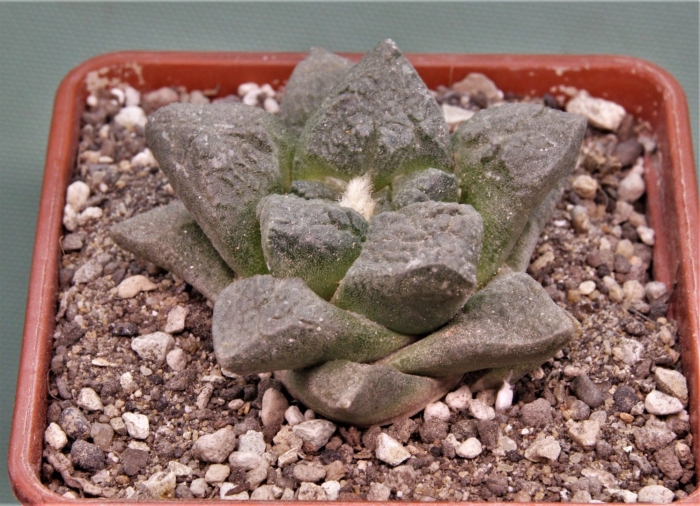 Хавортия comptoniana emelyae