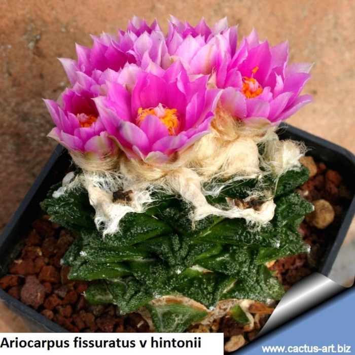 Ариокарпус фиссуратус