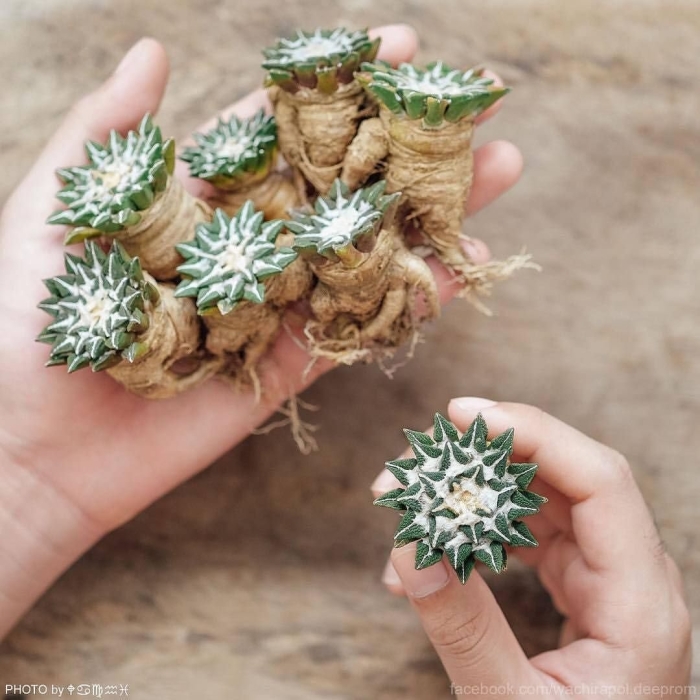 Mammillaria polythele