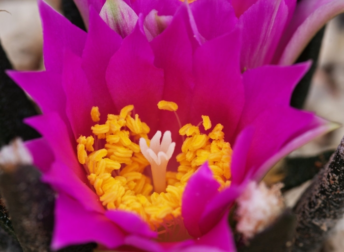 Ariocarpus agavoides