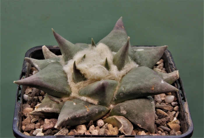 Ariocarpus retusus