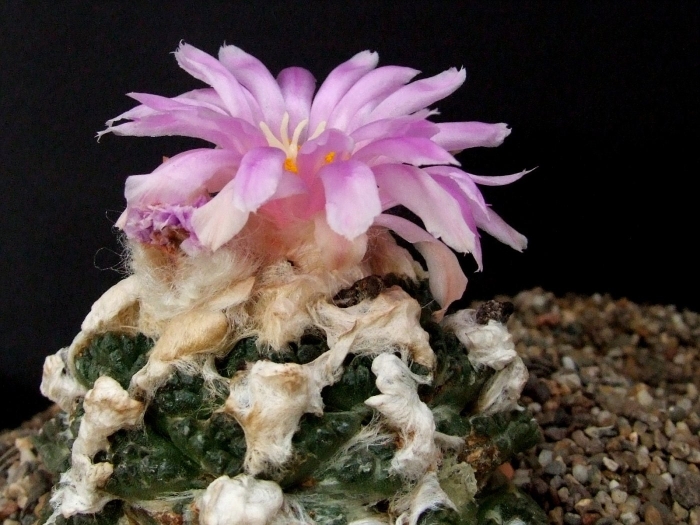 Ariocarpus kotschoubeyanus