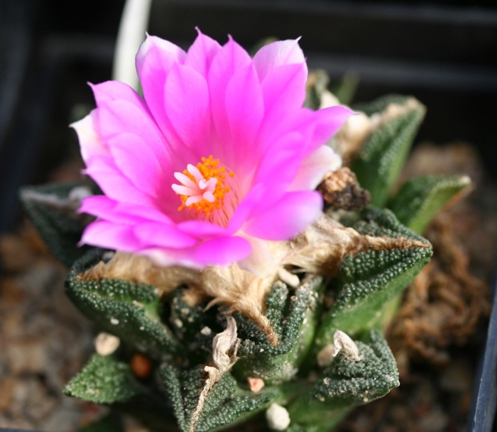 Ariocarpus bravoanus