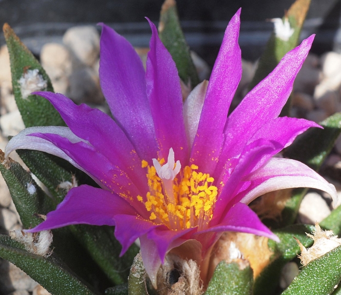 Ariocarpus kotschoubeyanus