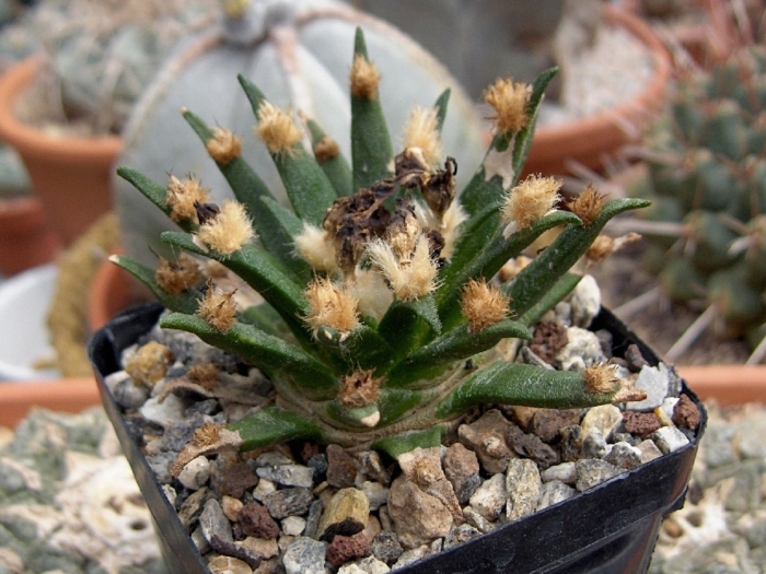 Кактус ariocarpus