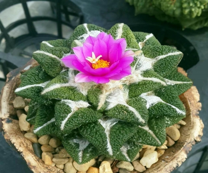 Суккулент кактус