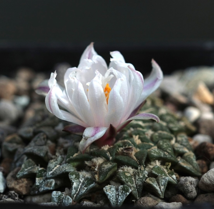 Ariocarpus kotschoubeyanus albiflorus