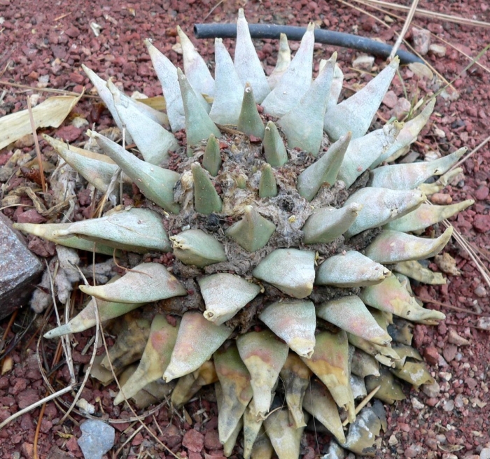 Ariocarpus furfuraceus
