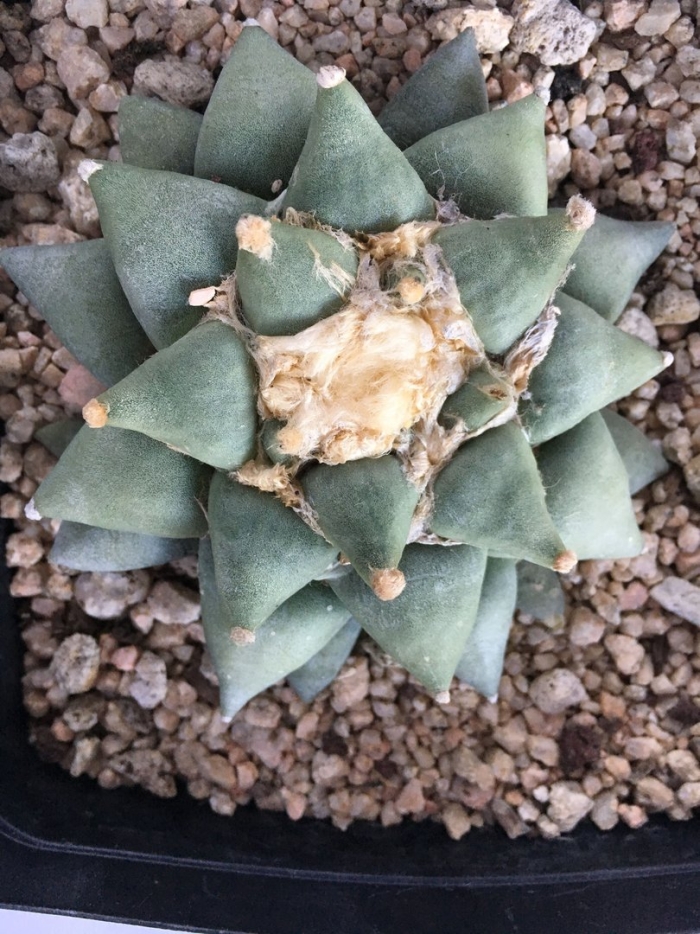Ariocarpus kotschoubeyanus v. macdowellii