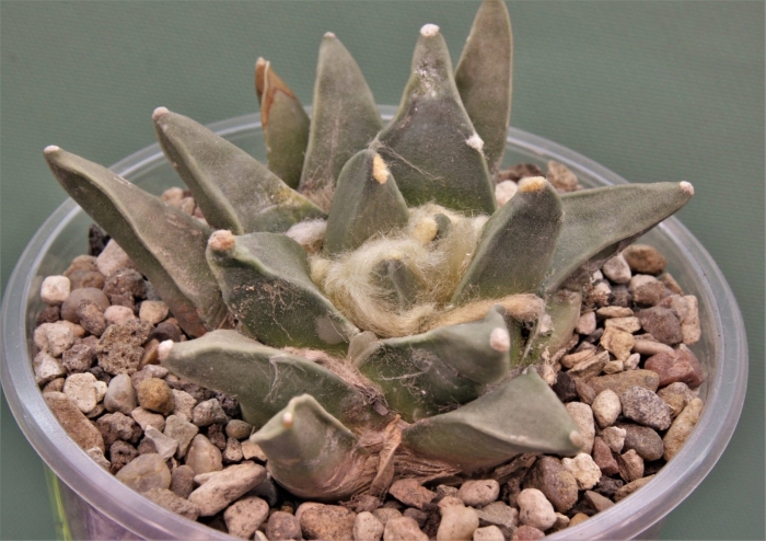 Ariocarpus retusus