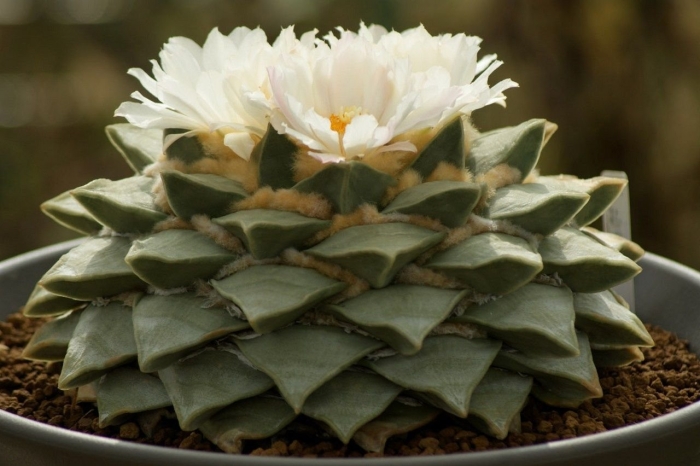 Ариокарпус притуплённый