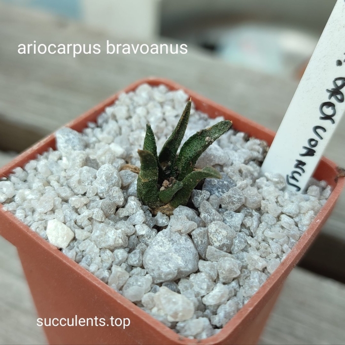 Ariocarpus bravoanus