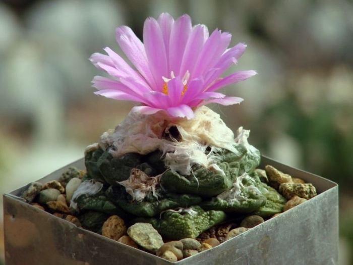 Ariocarpus kotschoubeyanus