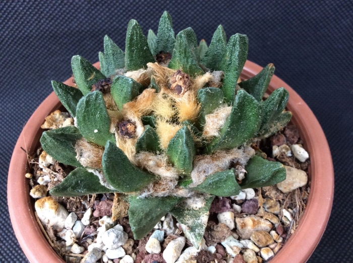 Ariocarpus scapharostrus